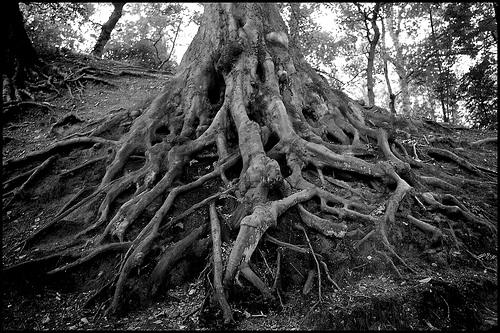tree-roots.jpg